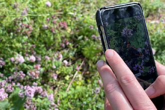Person using a smartphone to take a photo of a red and black butterfly sitting in a patch of purple flowers. 