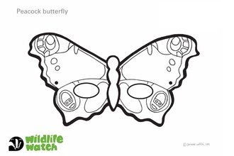 Butterfly mask outline