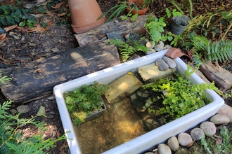 Small pond made in a sink in a garden setting