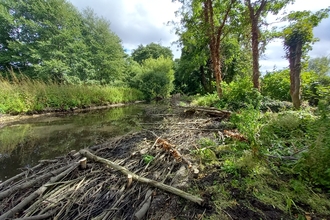 A restored section of the river Mimram on a sunny day