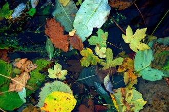 Brown, yellow, orange and green fallen leaves of different shapes and sizes floating on the still reflective surface of a pond.