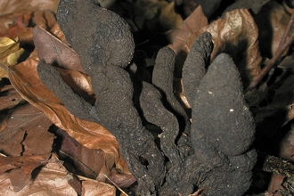 Blackened, hand-like fungus growing from dry brown autumn leaves.