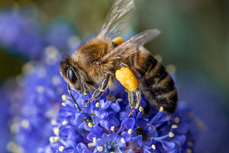 An ochre and black Honey Bee in sharp focus with round bright yellow sacs of pollen on its leg sitting on a spherical deep blue flower.