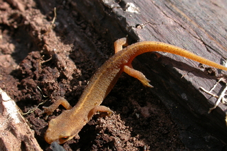 A newt crawling over deep brown rotting wood.