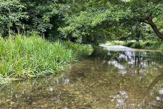 The clear waters of the River Mimram, reflecting the dappled sunlight and revealing the pebble strewn river bed below the surface. Its banks are lush with green vegetation and to the right a tree hangs over the water.