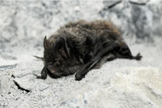 Barbastelle bat