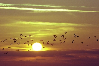 A flock of medium sized birds are flying in a horizontal line, silhouetted black against the setting sun