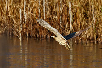 Bittern at Amwell 