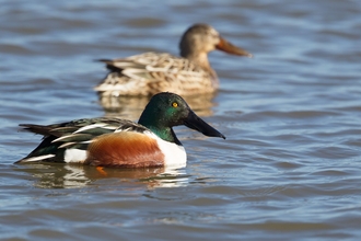 Shoveler