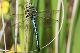Emperor Dragonfly 
