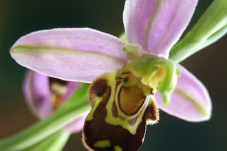 Bee Orchid