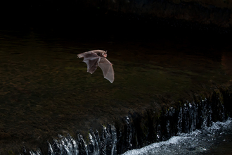 Daubenton's bat 