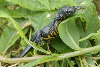 Great Crested Newt