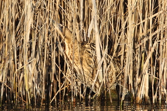 Bittern at Amwell 