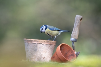 Blue Tit