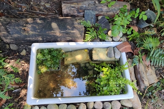 Small Garden Pond