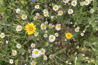 Wildflower meadow from above