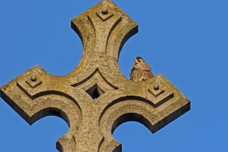 Artemis after fledging 