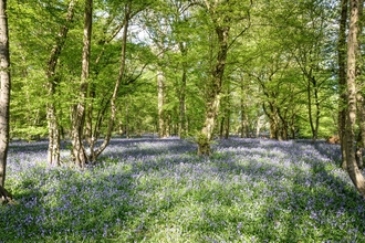 Bluebells at Astonbury Wood