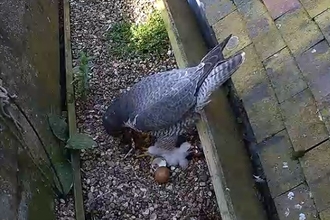 A Peregrine Falcon on its nest with 2 chicks