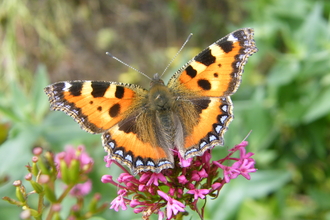 A butterfly that is reddish-orange in colour, with black and yellow markings on the forewings and a ring of blue spots around the edge of the wings.