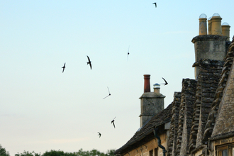 The silhouettes of 7 Swifts flying at sunset about chimneys of old brick houses