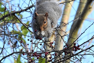 A grey squirrel hanging from a branch using its front legs to reach red Hawthorn berries that it is eating.