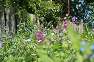 Wild flowers