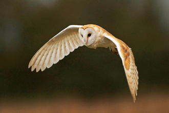 Barn Owl in flight