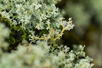 Coral lichen 