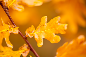 Autumn oak leaves