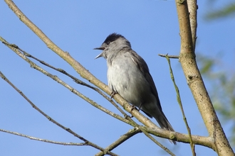 Blackcap singing, credit Robert Phillips