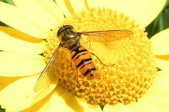 Yellow-orange ad black striped fly sitting in the centre of a bright yellow flower.