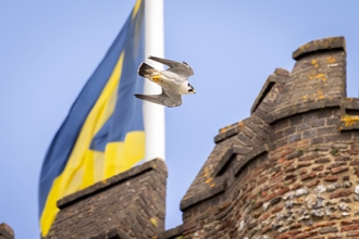 Peregrine Falcon at St Albans Cathedral 