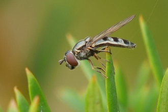A fly with large red-brown eyes, a stripy body and pale feet sitting on a leaf