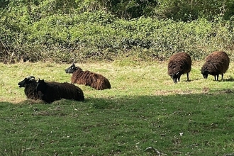 Hebridean sheep grazing at Patmore Heath Nature Reserve (c) Debbie Bigg