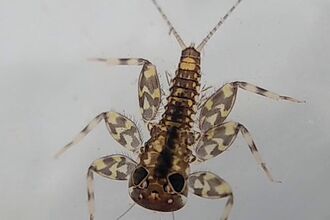 Yellow May Dun mayfly