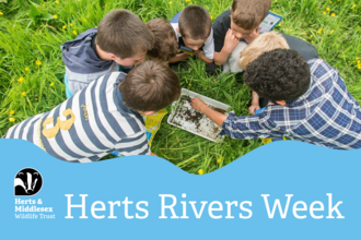 Children gathered around looking into a white plastic tray of invertebrates from a river