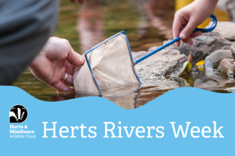 A photo of people using a net in a river with a blue wavy box overlaid at the bottom which has the Herts and Middlesex Wildlife Trust logo in the bottom left corner and the text "Herts Rivers Week"