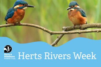 A photo of two Kingfishers sitting on a branch with a blue wavy box overlaid at the bottom which has the Herts and Middlesex Wildlife Trust logo in the bottom left corner and the text "Herts Rivers Week"