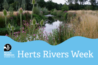 A photo of a river bordered by river banks growing with wildlfowers with a blue wavy box overlaid at the bottom which has the Herts and Middlesex Wildlife Trust logo in the bottom left corner and the text "Herts Rivers Week"