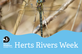 A photo of a dragonfly with a blue wavy box overlaid at the bottom which has the Herts and Middlesex Wildlife Trust logo in the bottom left corner and the text "Herts Rivers Week"