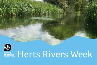 A photo of a river with a blue wavy box overlaid at the bottom which has the Herts and Middlesex Wildlife Trust logo in the bottom left corner and the text "Herts Rivers Week"
