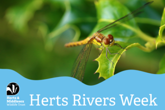 A photo of a dragonfly with a blue wavy box overlaid at the bottom which has the Herts and Middlesex Wildlife Trust logo in the bottom left corner and the text "Herts Rivers Week"