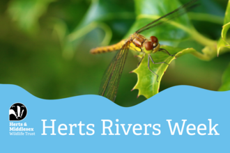 A photo of a dragonfly with a blue wavy box overlaid at the bottom which has the Herts and Middlesex Wildlife Trust logo in the bottom left corner and the text "Herts Rivers Week"