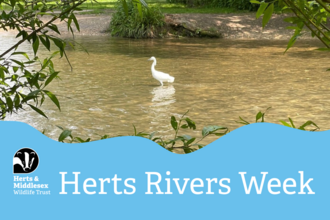 Little Egret on River Gade