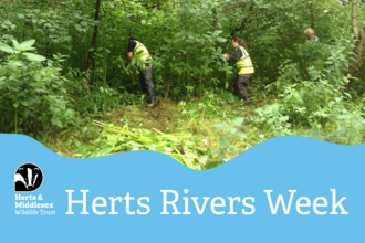 Volunteers pulling out invasive Himalayan Balsam plants