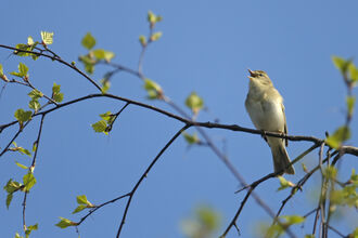 willow warbler singing