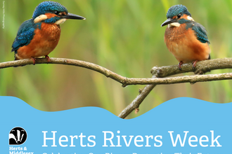 A photo of two Kingfishers sitting on a branch with a blue wavy box overlaid at the bottom which has the Herts and Middlesex Wildlife Trust logo in the bottom left corner and the text "Herts Rivers Week"