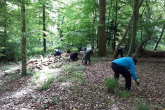 Volunteer work party at Hertford Heath Nature Reserve pulling Small Balsam